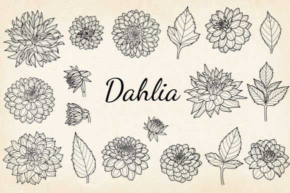 Download Fine Line Dahlia Illustration, EPS, SVG - Fine Collection